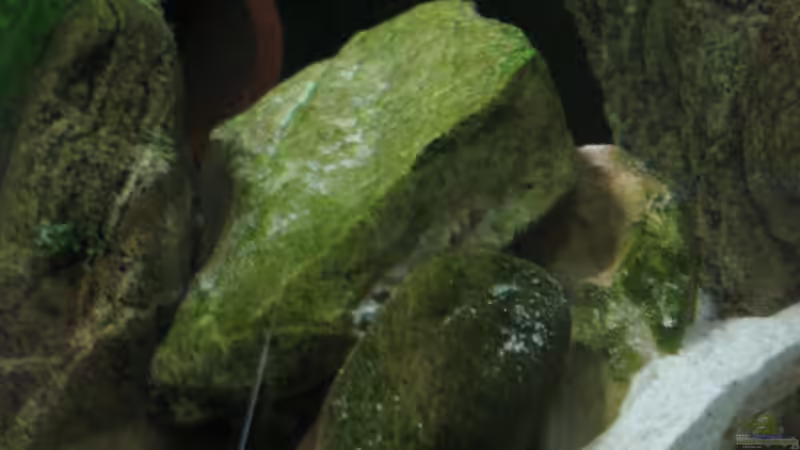 Höhle aus gesammelten Feldsteinen, hier wohnen Herr und Frau Julidochromis + Nachwuchs. von Michaela Krause (11)