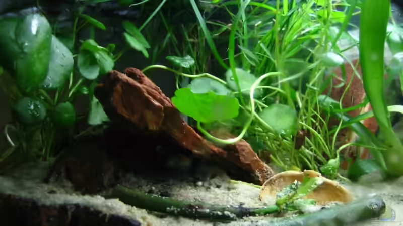 Höhle aus versteinertem Holz von Christian Friedrich (13)