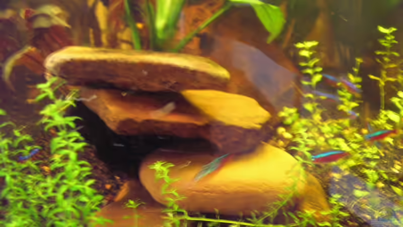 Höhle (Becken rechts) von Südamerikafreak BK (29)