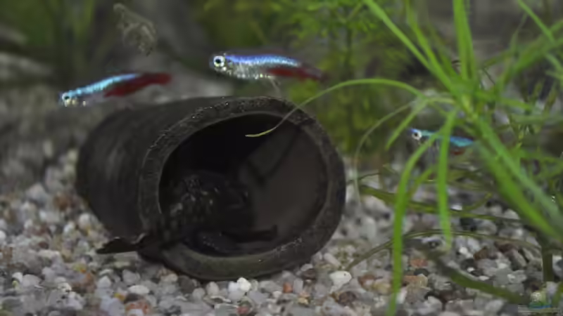 Höhle des Antennenwelsnachwuchs umschwärmt von Neonsalmler von SteB-Studio (9)