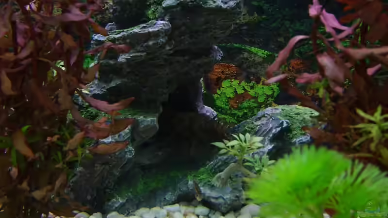 Höhle für den Wels als Unterschlupf von Rocky (7)