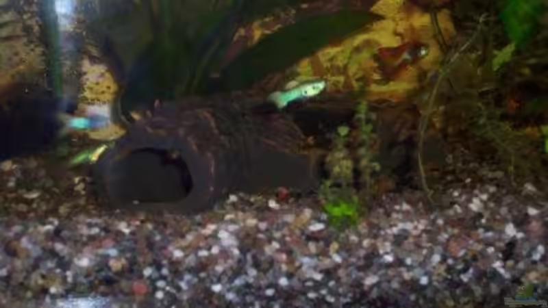 Höhle für Welse von Annett F. (7)