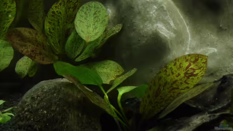 Höhle linke Seite von Alfur (16)