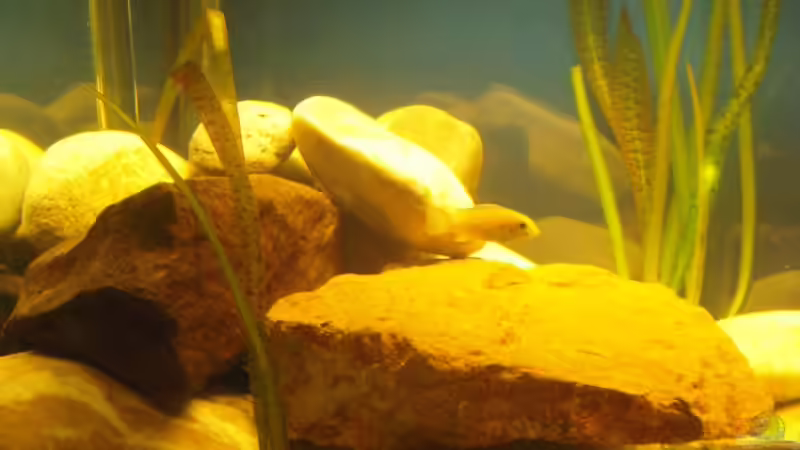 Höhle Links von Hanse79 (7)