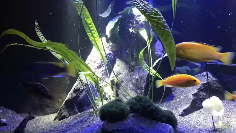 Höhle mit Anubia und Wasserkelch (nur noch künstliche Pflanzen vorhanden) von skipper1202 (14)