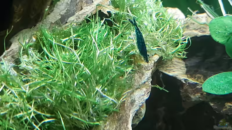 Riccia fluitans  im Aquarium oder Teich (Einrichtungsbeispiele mit Teichlebermoos)