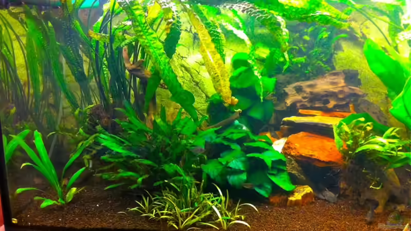 Höhle mit Wels von Smiek44 (3)