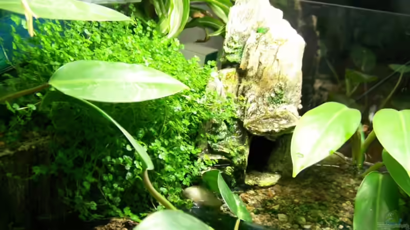 Höhle nach Bepflanzung von Nicky (4)