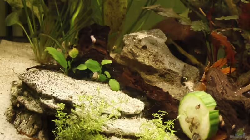 Höhle und Kokosnuss von isabelle... (8)