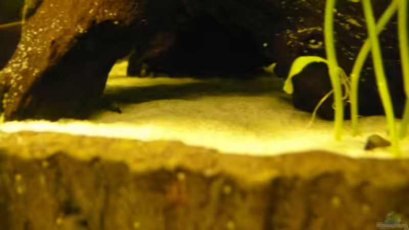 ´Höhle´ unter der Wurzel von Der kleine Delfin (9)