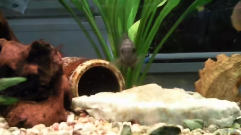 Höhle von Braunem Antennenwels von mikael38 (29)