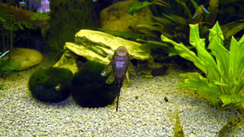 Höhle von Fossybear (22)