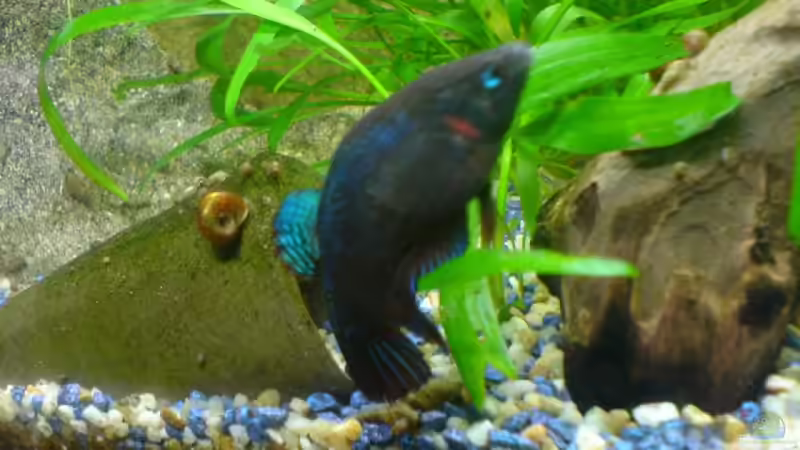 höhle von Joschka Bienhüls (7)