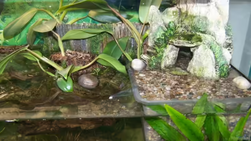 Höhle vor Bepflanzung von Nicky (6)