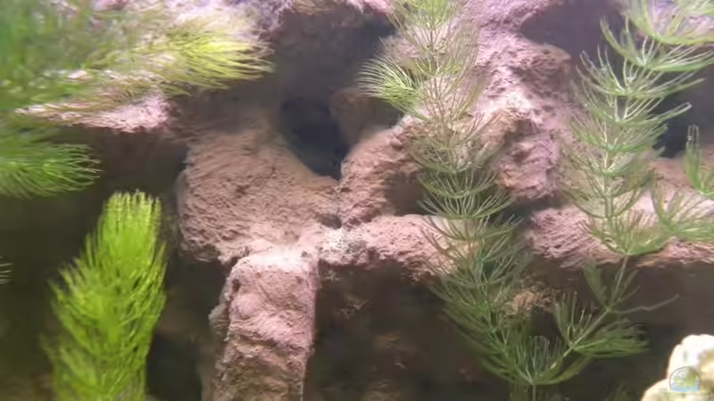 Höhle wird als Wohnung von einem Kaiserbarsch Weibchen genutzt! von Harry Penner (2)