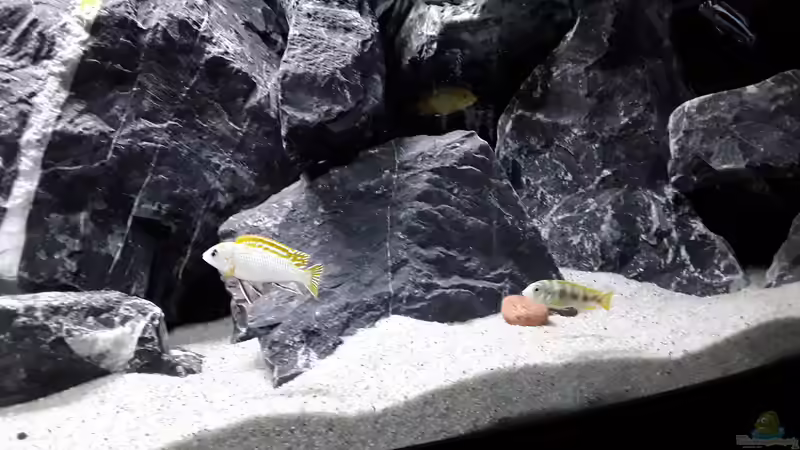 Höhlen, Tunnel und Sichtsperren von MbunaTowers (20)