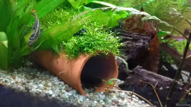 Höhlen aus Ton im Aquarium: Wichtig für viele Welsarten