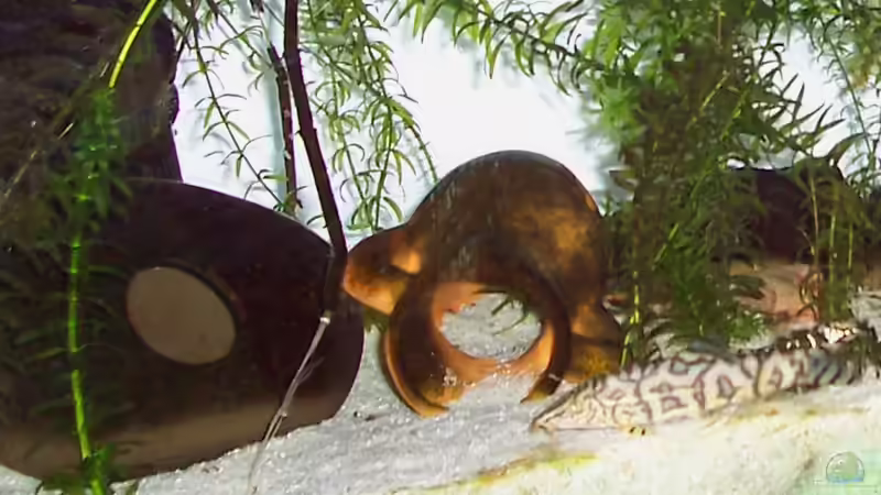 Höhlen (ehemalige Vasen) von Solaris (5)