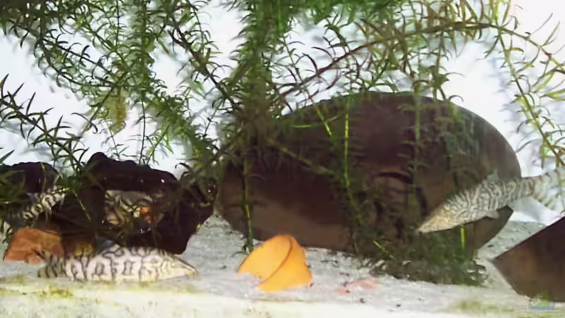 Höhlen (ehemalige Vasen) von Solaris (6)