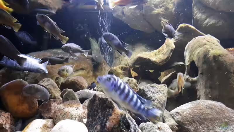 Höhlen für den Nachwuchs von Miketsch (3)