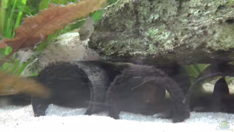 Höhlen für die Prachtschmerlen  von YAZZ (3)