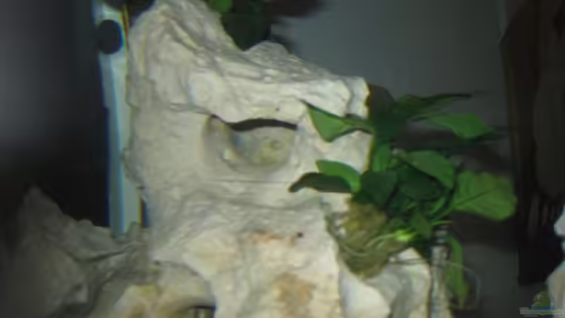 Höhlen im Lochgestein von Meike_R (20)