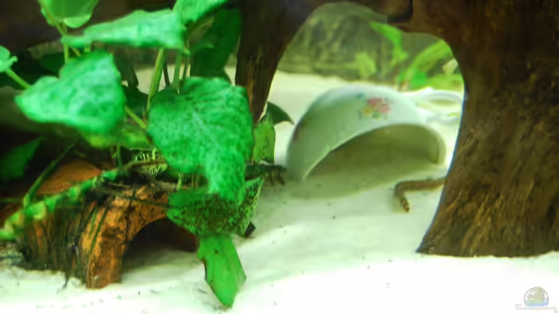 Höhlen sind für einige der hier gepflegten Art sinnvoll, aber müssen es immer von derFalk (26)