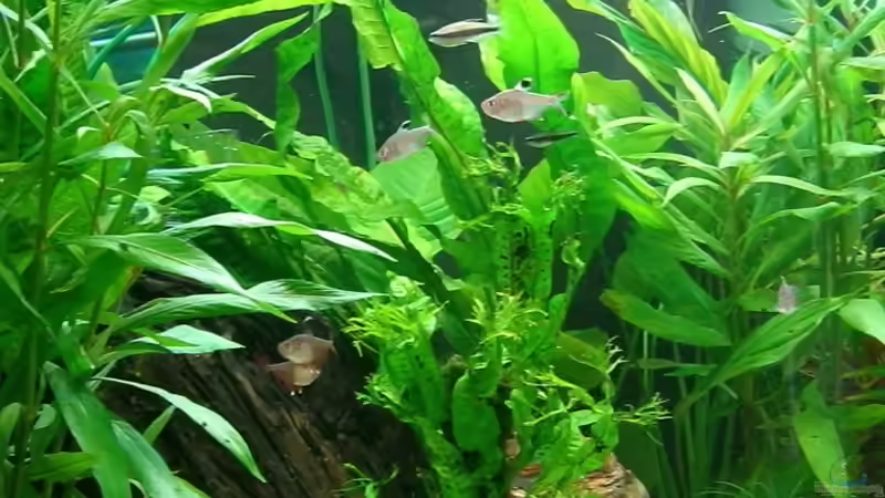 Höhlen und Mangrovenwurzel von KaSa (9)