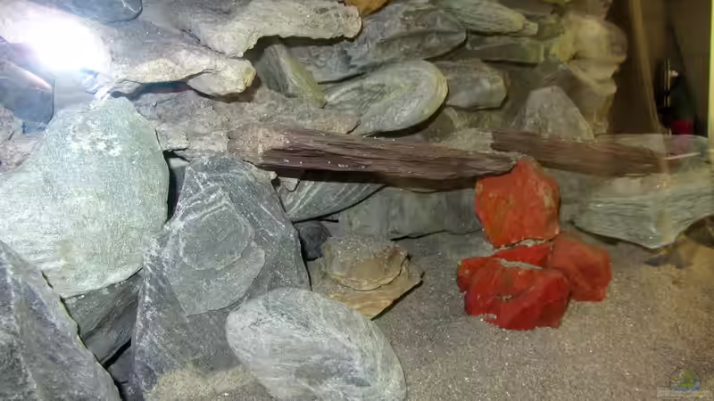 Höhlen unterschiedlichster Art von Mbuna (11)