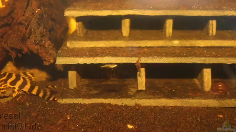 Höhlen von der L-Welsoase im Aquarium von chrisi01 (12)