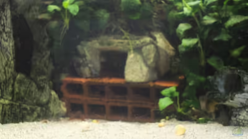 Höhlen von Taiwanese Inai (4)