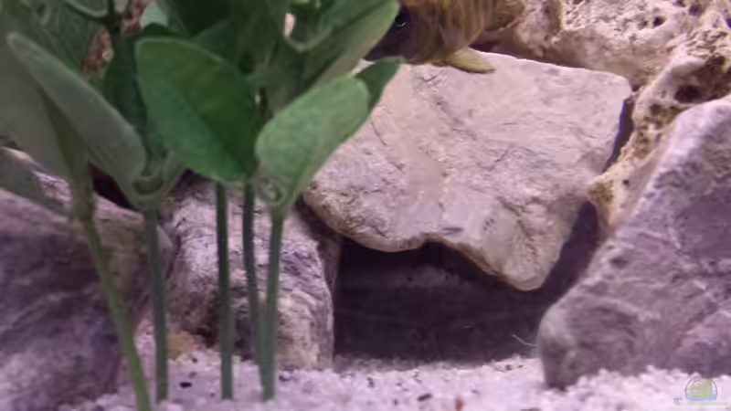 Höhlenaufbau von Thomas Riemenschneider (13)