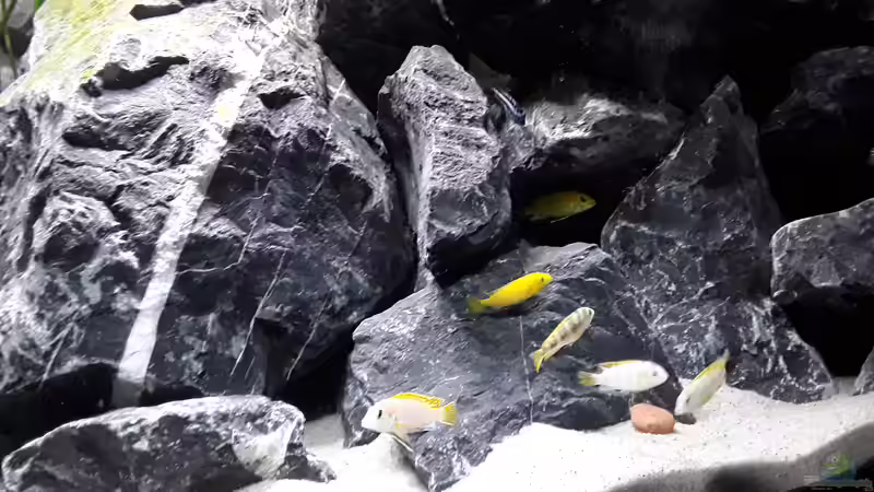 Höhlenaufbauten von MbunaTowers (19)