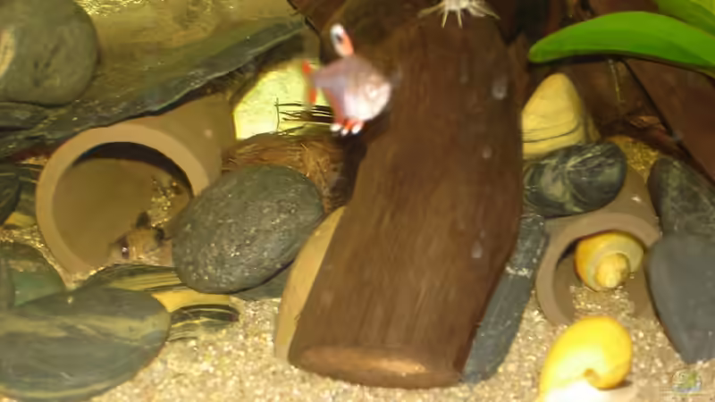 Höhlenbesetzer ;) - 07.2011 von *Thorsten* (21)