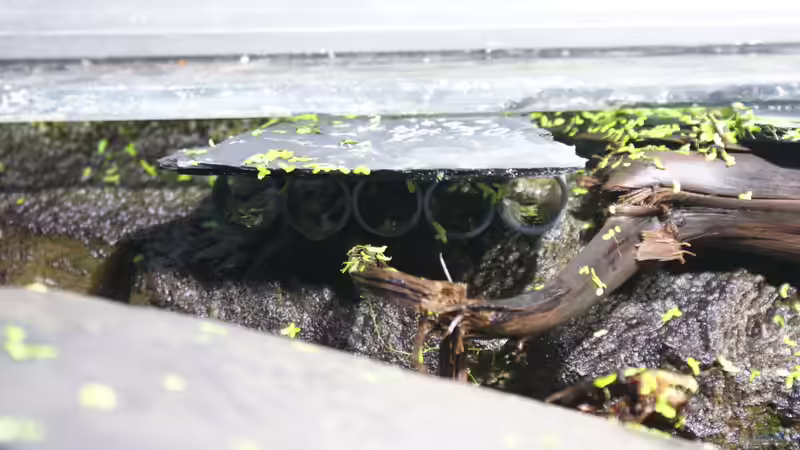 Hölen an der Wasseroberfläche von Oliver Boden (35)