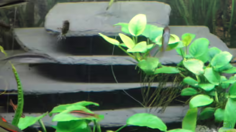 Hölen für meine Welse von Rüdiger Eubel (7)