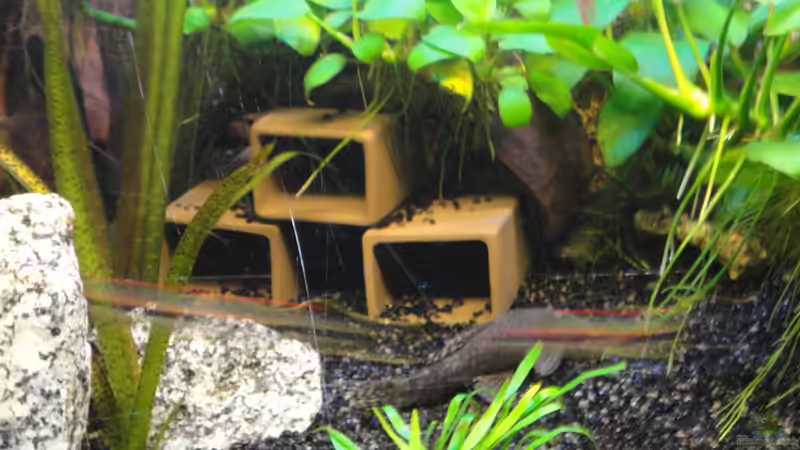 Hölen für Welse von Rüdiger Eubel (3)