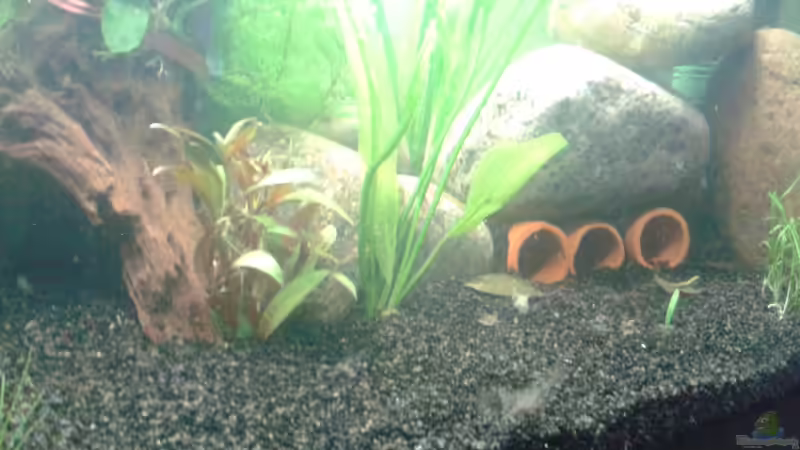 Höllen für die zwei schönen LDA 81 von DerChrischi (14)