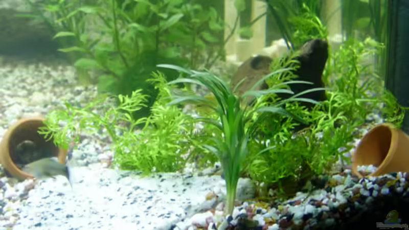 Hoffe hier wucherts ein wenig - damit ´Babys´ auch im vorderen Bereich Schutz finden von Julia Kerz (2)