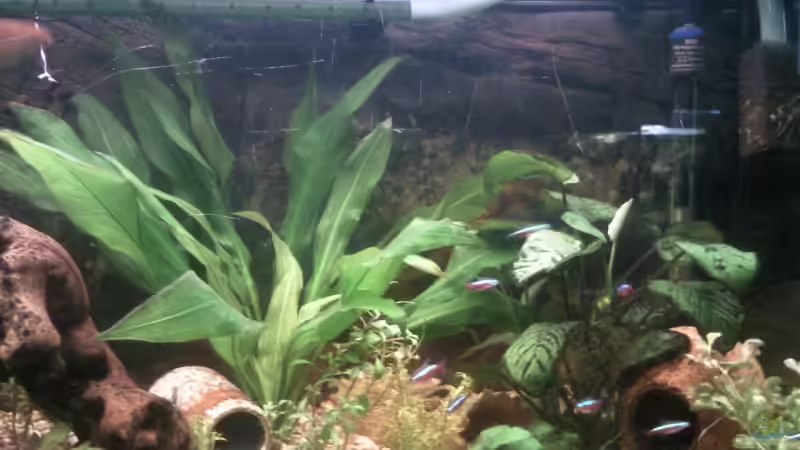 Hoffe mann kann die Rückwand einigermaßen erkennen von mikael38 (12)