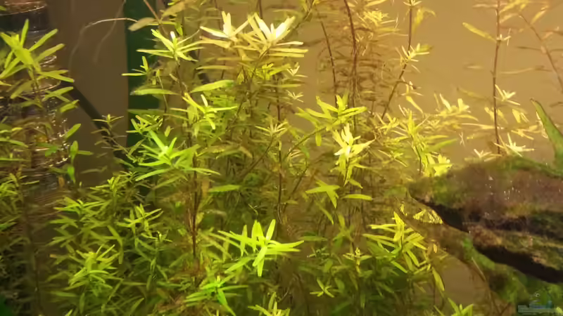 Hoffentlich bald ein Urwald von Der Dreiäugige Goldfisch (12)