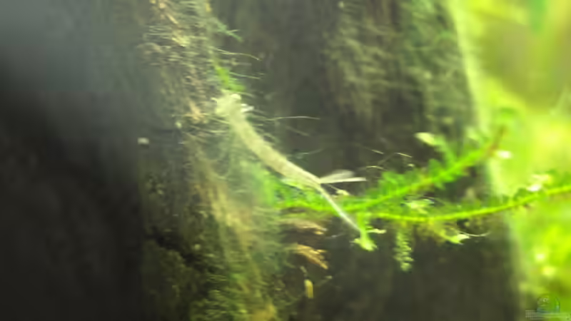 hoffentlich letztes von 40-50 Exemplaren über mehrere Wochen, die eine Größe von von Arne (17)