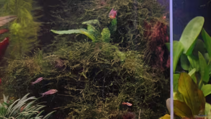 Hohe Wurzel auf der rechten Seite vor dem HMF von WSS (21)