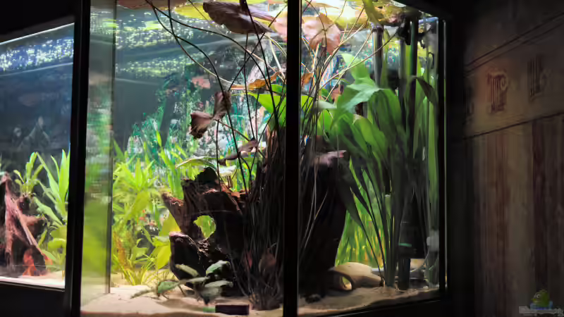 Hohe Wurzel im Juli 2007.  von WSS (17)