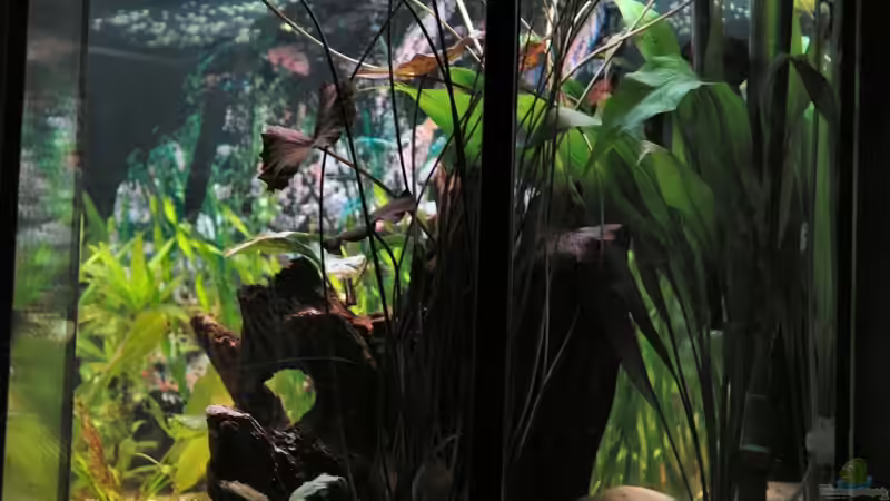 Hohe Wurzel im Juli 2007 noch ohne Javamoos. von WSS (23)