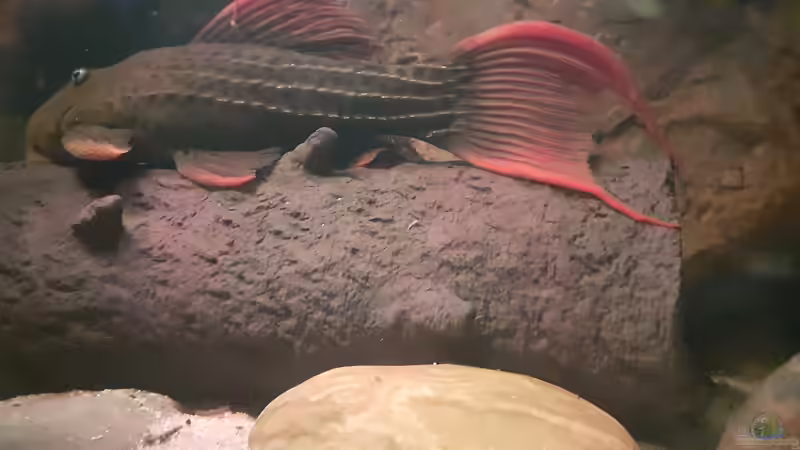 ´hohler Baumstamm´ aus Ton modelliert, ca. 35 / 12 cm von Agua viva (6)