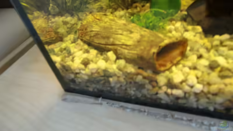 Hohler Baumstumpf. von 19maxi96 (11)