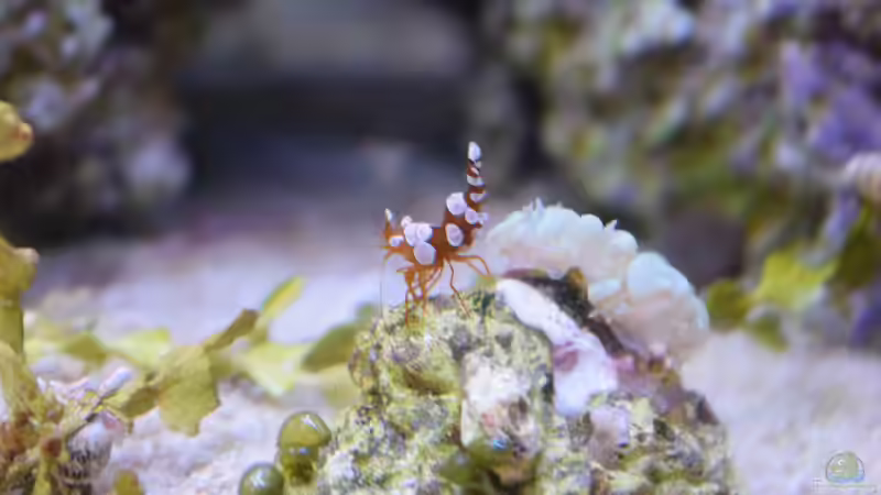 Hohlkreuzgarnele von Junglist (35)