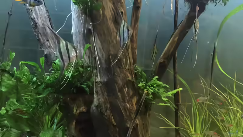 Holunderstrauch von JonnyGranato (9)