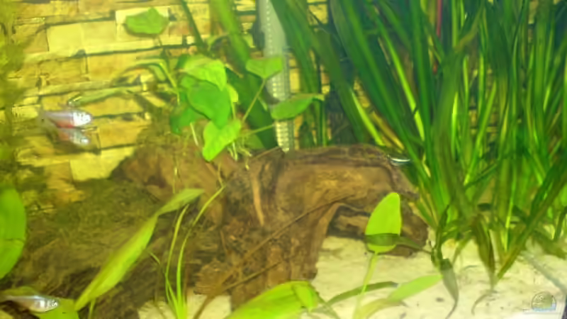 Holz =) von elmo (4)